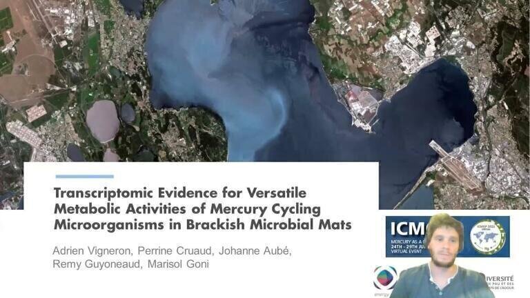Transcriptomic Evidence for Versatile Metabolic Activities of Mercury Cycling Microorganisms in Brackish Microbial Mats